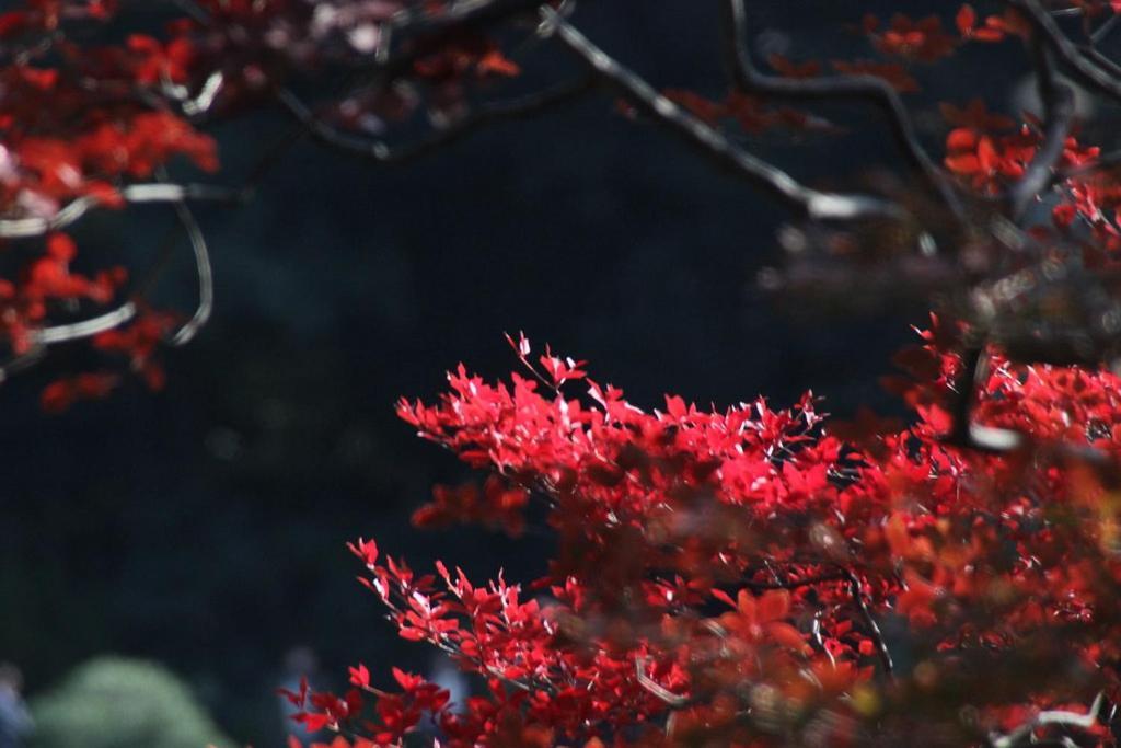 Tora Hotel Tokyo-Rikugienn 寅ホテル 六義園 C Buitenkant foto